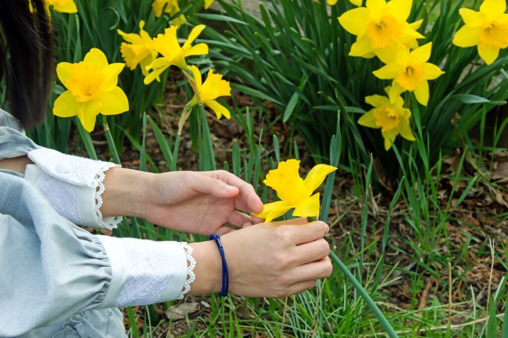 Admiring Daffidils